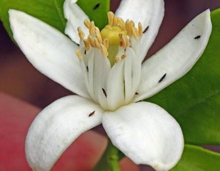 Colaboración con Tuinen 9