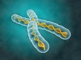 Nueva Tecnica Permite Curar Enfermedades Geneticas