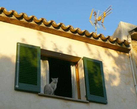 Un gato en la ventana