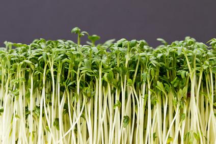 Crema de coliflor asada y ajo con granada y germinados de rabanitos