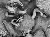 belleza ultramicroscópico