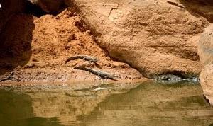 La increíble supervivencia de los cocodrilos del desierto