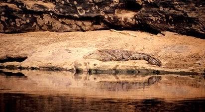 La increíble supervivencia de los cocodrilos del desierto