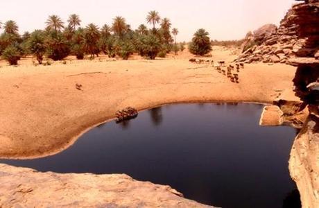 La increíble supervivencia de los cocodrilos del desierto