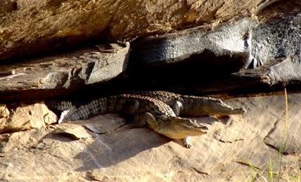 La increíble supervivencia de los cocodrilos del desierto