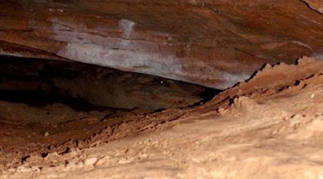 La increíble supervivencia de los cocodrilos del desierto