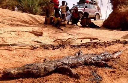 La increíble supervivencia de los cocodrilos del desierto