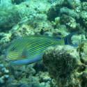 Acanthurus_lineatus_Hulhudhoo