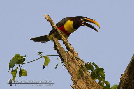 Arasarí fajado (Chestnut-eared Aracari) Pteroglossus castanotis