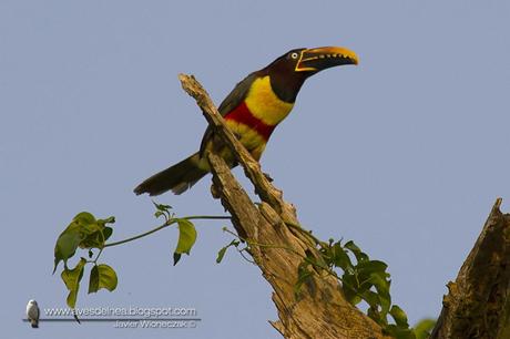 Arasarí fajado (Chestnut-eared Aracari) Pteroglossus castanotis