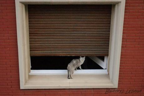 La curiosidad no mató al gato #2: Silencio… se rueda Minnie#2