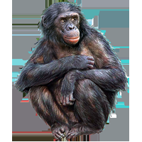 Reseña - La Casa de los Primates