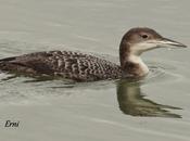 Codiciados colimbos grandes cantábrico