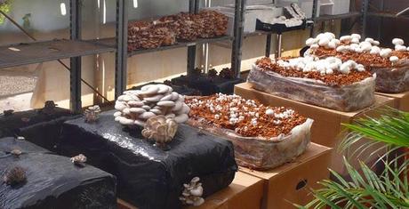 El niño que tenia una serpiente en su cabeza. Cuento fantastico