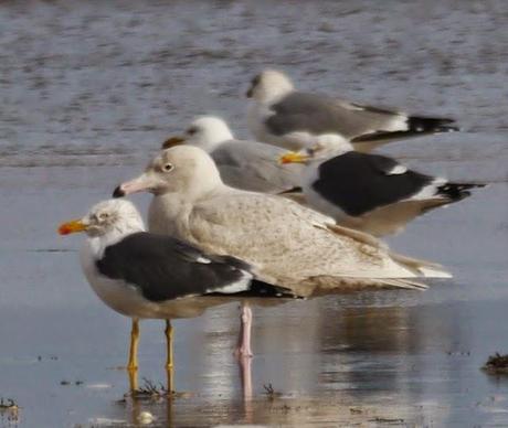 Sigue la racha, hiperbórea.
