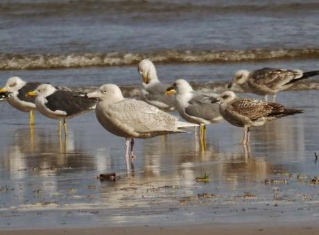 Sigue la racha, hiperbórea.