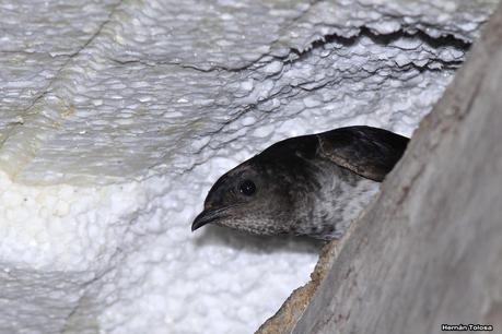 Golondrinas en Puesta del Sol