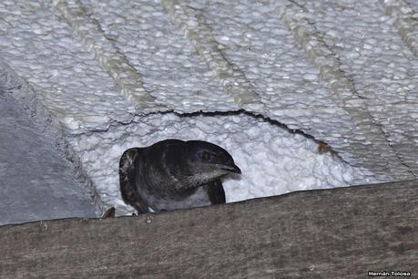 Golondrinas en Puesta del Sol