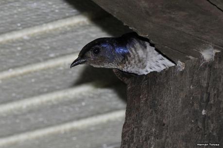 Golondrinas en Puesta del Sol