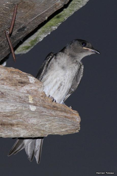 Golondrinas en Puesta del Sol