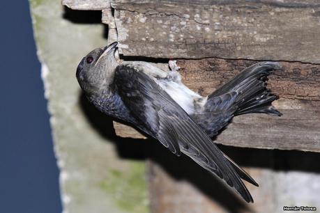 Golondrinas en Puesta del Sol