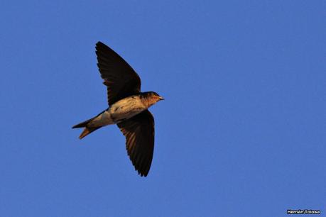 Golondrinas en Puesta del Sol