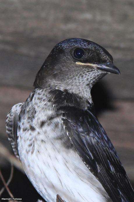 Golondrinas en Puesta del Sol