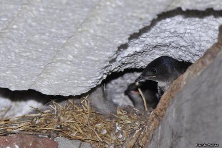 Golondrinas en Puesta del Sol