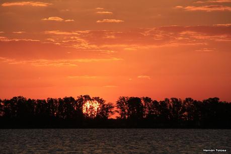 Golondrinas en Puesta del Sol