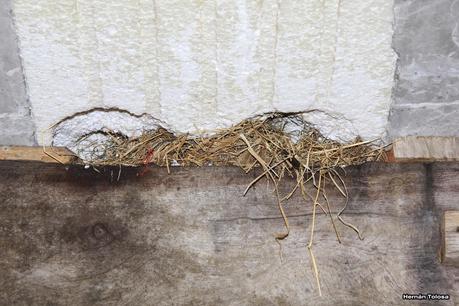 Golondrinas en Puesta del Sol