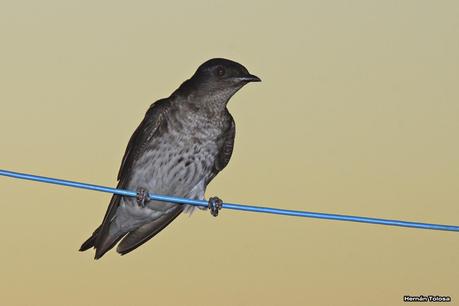 Golondrinas en Puesta del Sol