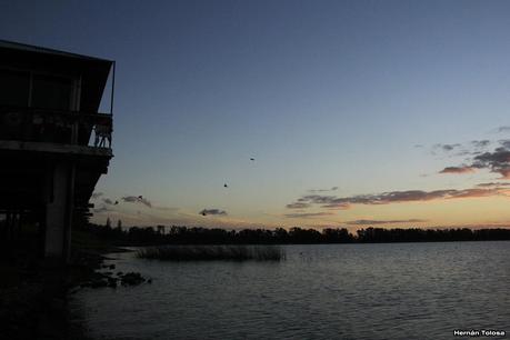 Golondrinas en Puesta del Sol