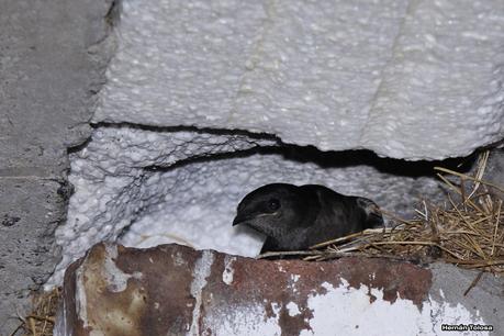 Golondrinas en Puesta del Sol