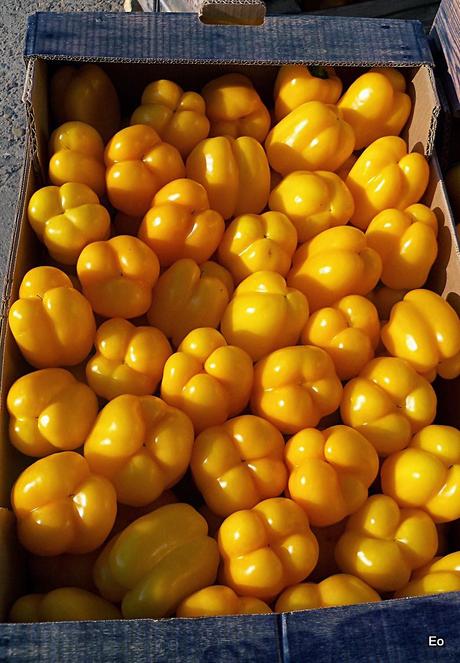 Denuncia electoral de la UAG