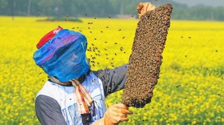 BANGLADESH: Abejas en plantación de mostaza - BANGLADESH: Bees in planting mustard.