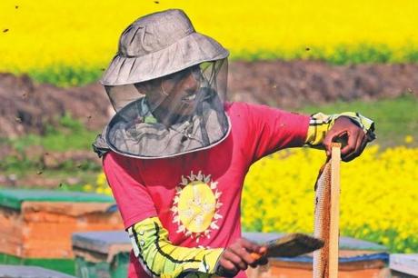 BANGLADESH: Abejas en plantación de mostaza - BANGLADESH: Bees in planting mustard.