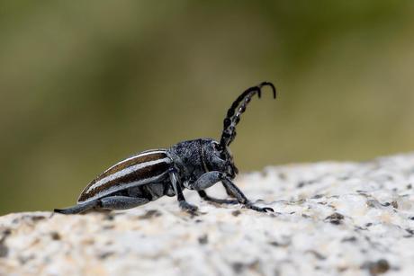 Iberodorcadion fuliginator