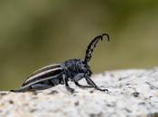 Iberodorcadion fuliginator