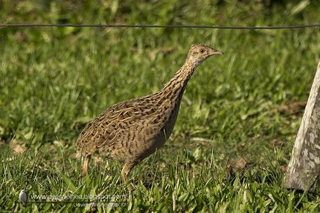 Inambú común (Spotted Nothura) Nothura maculosa
