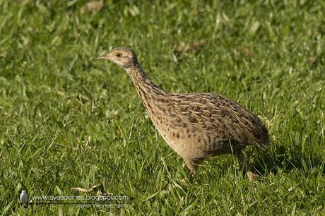 Inambú común (Spotted Nothura) Nothura maculosa