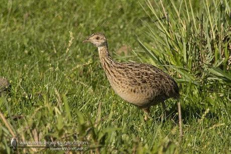 Inambú común (Spotted Nothura) Nothura maculosa