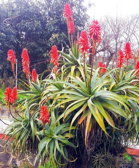 El jardín en febrero