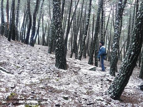 pinar de Espeja en invierno