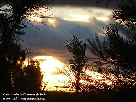 atardecer entre pinos