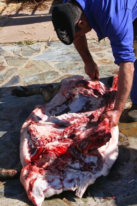 Matanza típica Guijuelo 2015