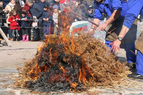 Matanza típica Guijuelo 2015