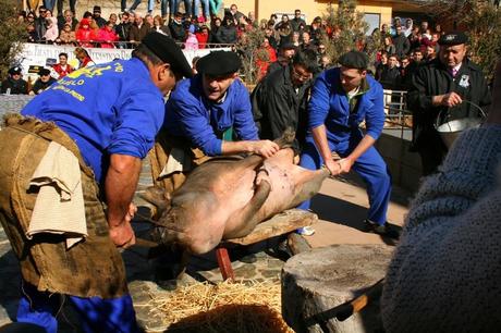 Matanza típica Guijuelo 2015
