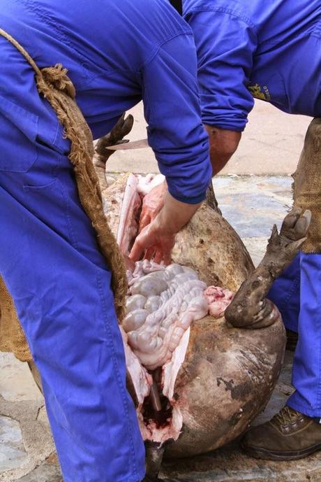 Matanza típica Guijuelo 2015