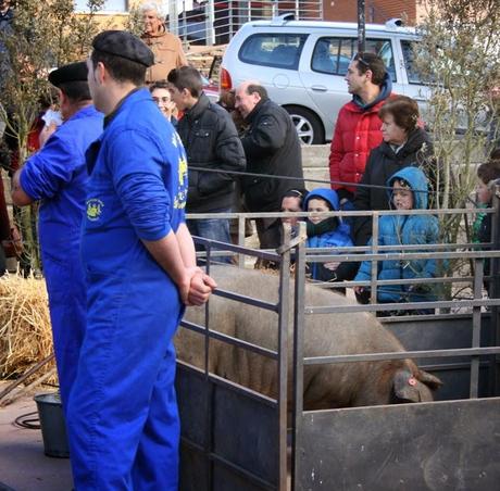 Matanza típica Guijuelo 2015