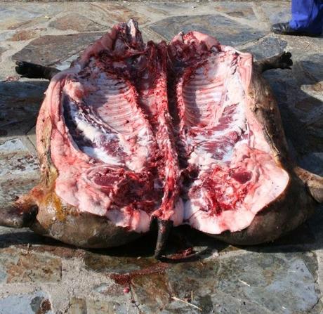 Matanza típica Guijuelo 2015